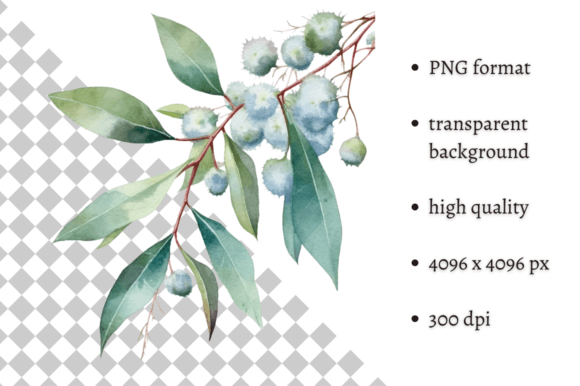 Download Watercolor Eucalyptus Leaves Clipart - Premium Resources